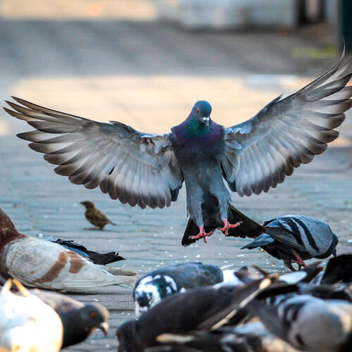 Commercial Bird Removal